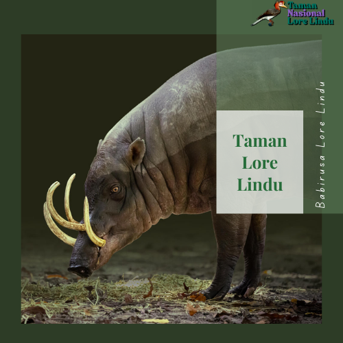 Babirusa Lore Lindu