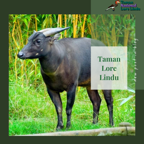 Melestarikan Keanekaragaman Hayati dan Ekosistem yang Unik Seperti ANOA